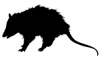 Opossum Silhouette Decal Sticker